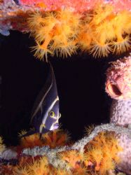 Juvenile French Angel @ night beneath Town Pier, Bonaire ... by Gordon Clawson 